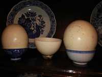 3 Ovos de Avestruz africanos, todos por apenas 40 euros