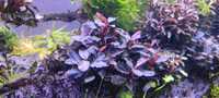 Bucephalandra Dark blue