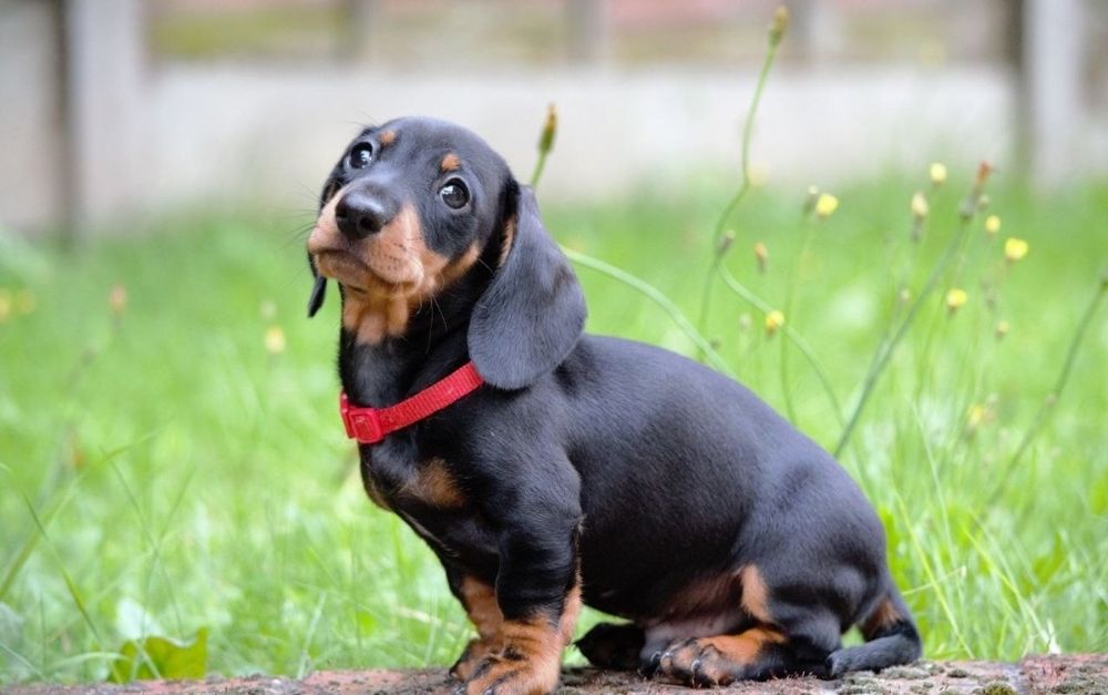 Любить гратися, пізнавати світ і отримувати увагу від людей.