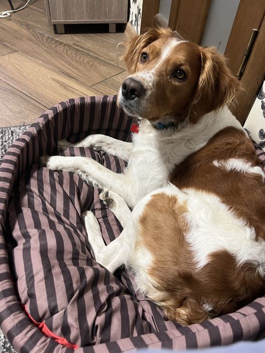 Єпаньол бретон , шукає дівчинку на вязку