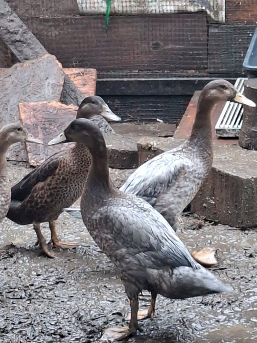 Kury , kaczki , gołąbki diamentowe zmienią woliere