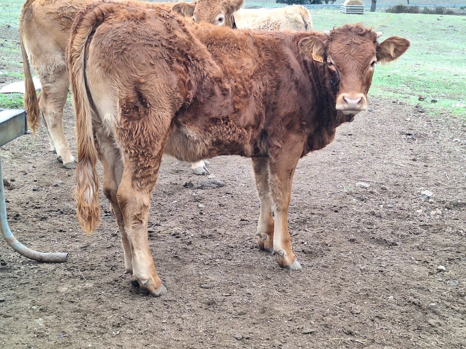Novilhas cx charoles X limousine