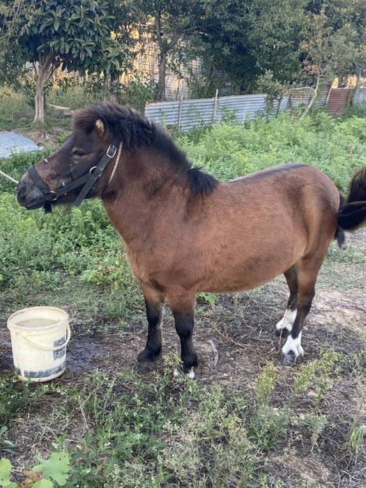 Poneis montados e engatados