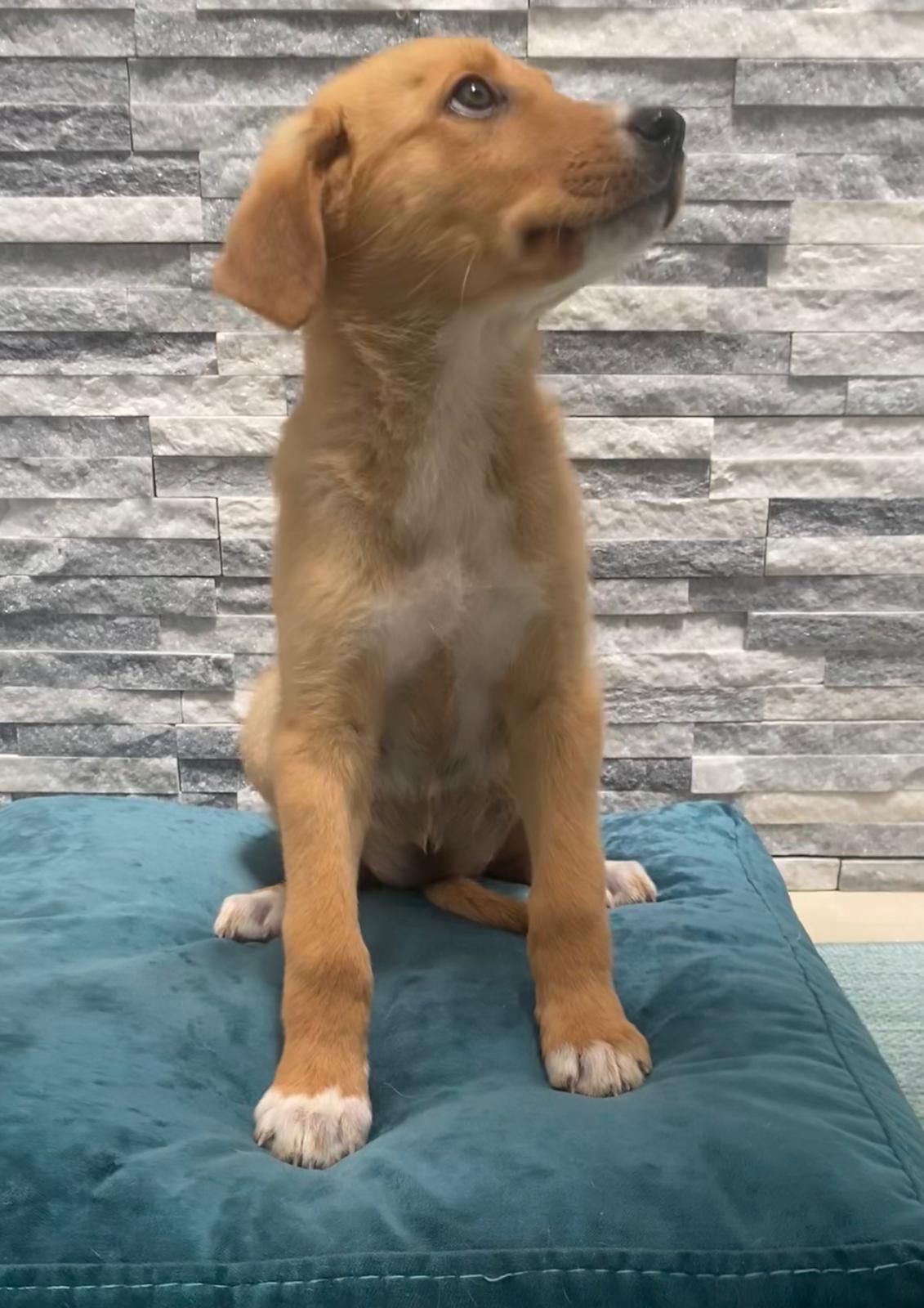 Cachorro para adoção RESPONSÁVEL