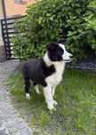 Suczka FCI border collie