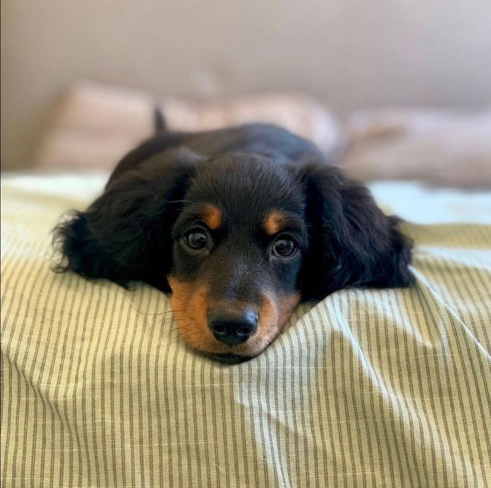 Довгошерстний таксик хлопчик 3,5 місяців