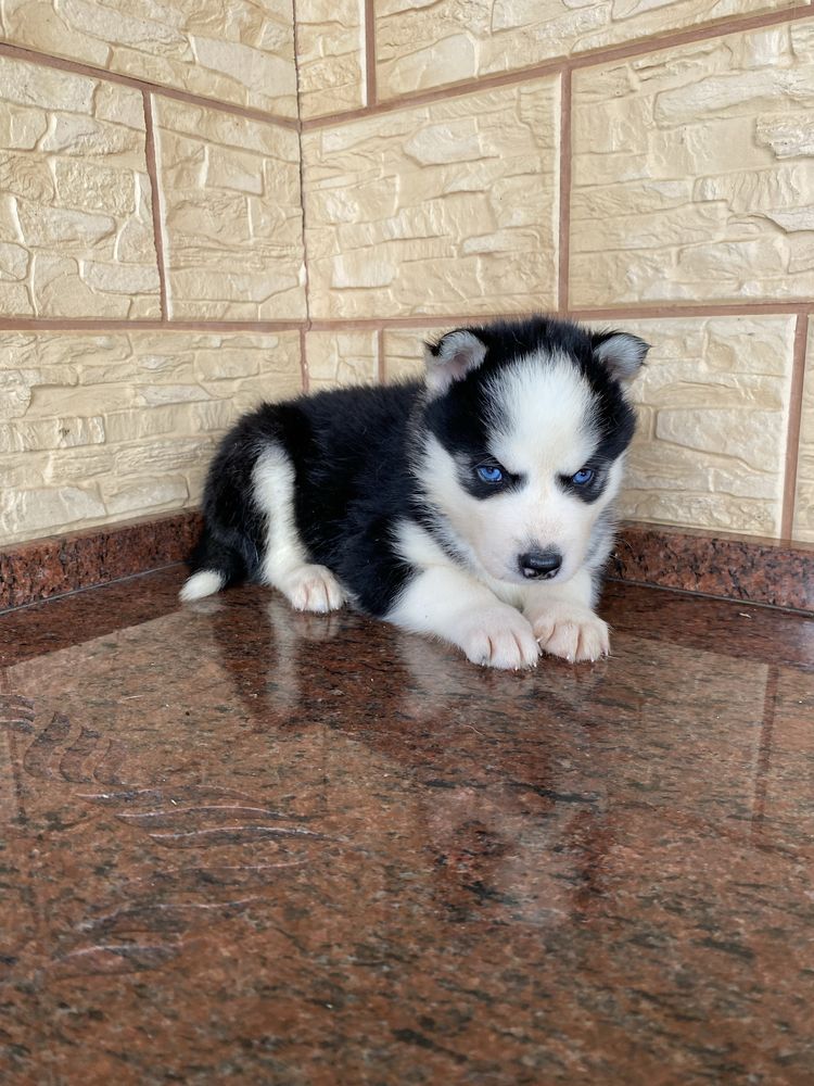 Husky Syberyjski