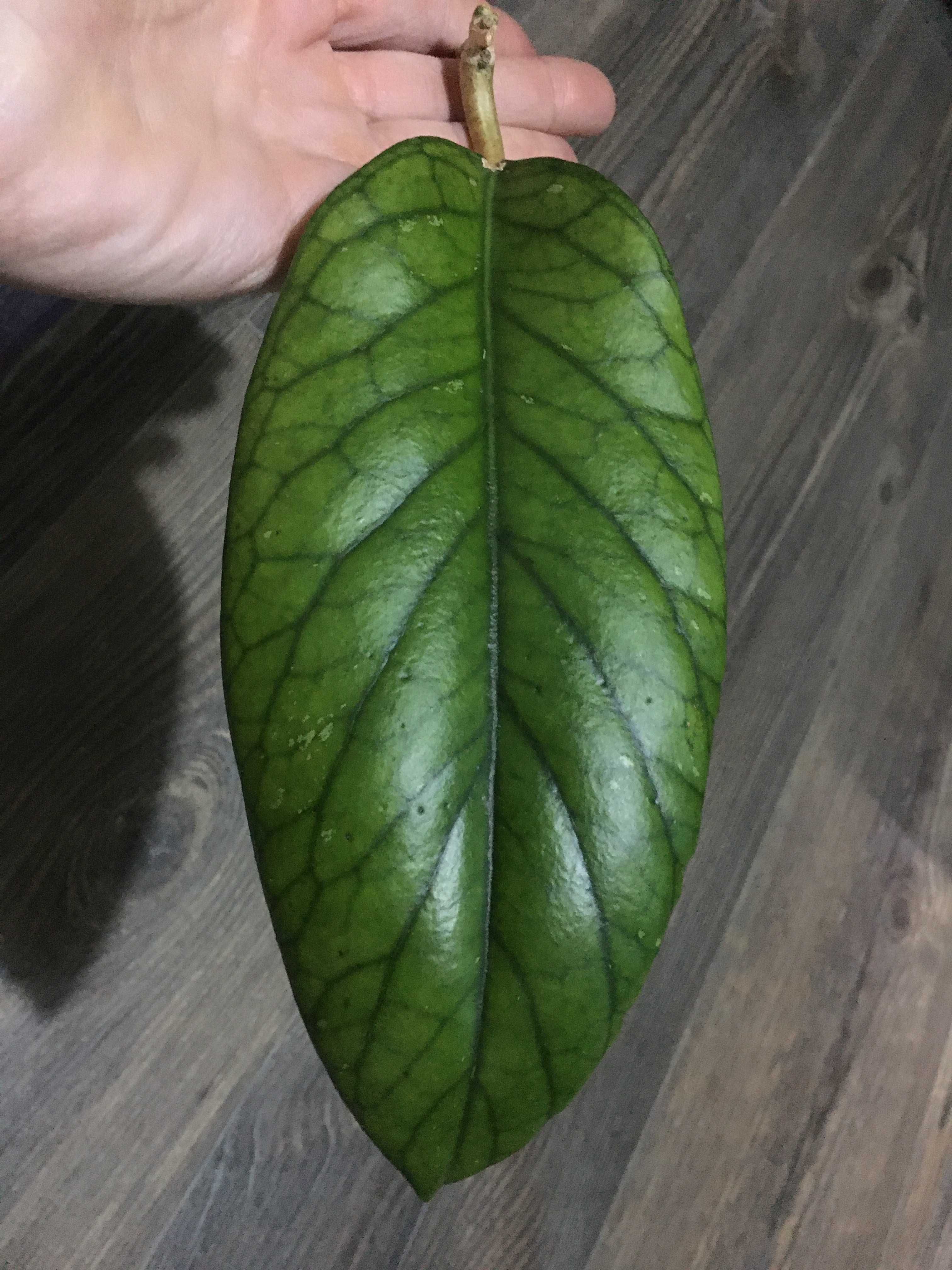 Hoya hoja Golden Eye ukorzeniona