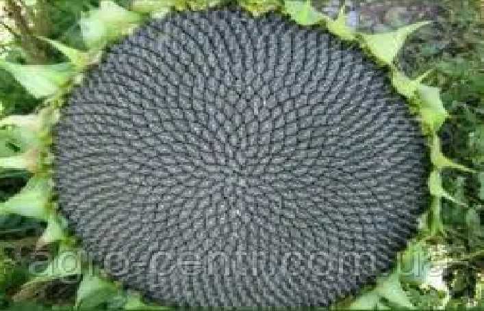 Семена подсолнуха Донат под Евролайтнинг и Матис под Гранстар