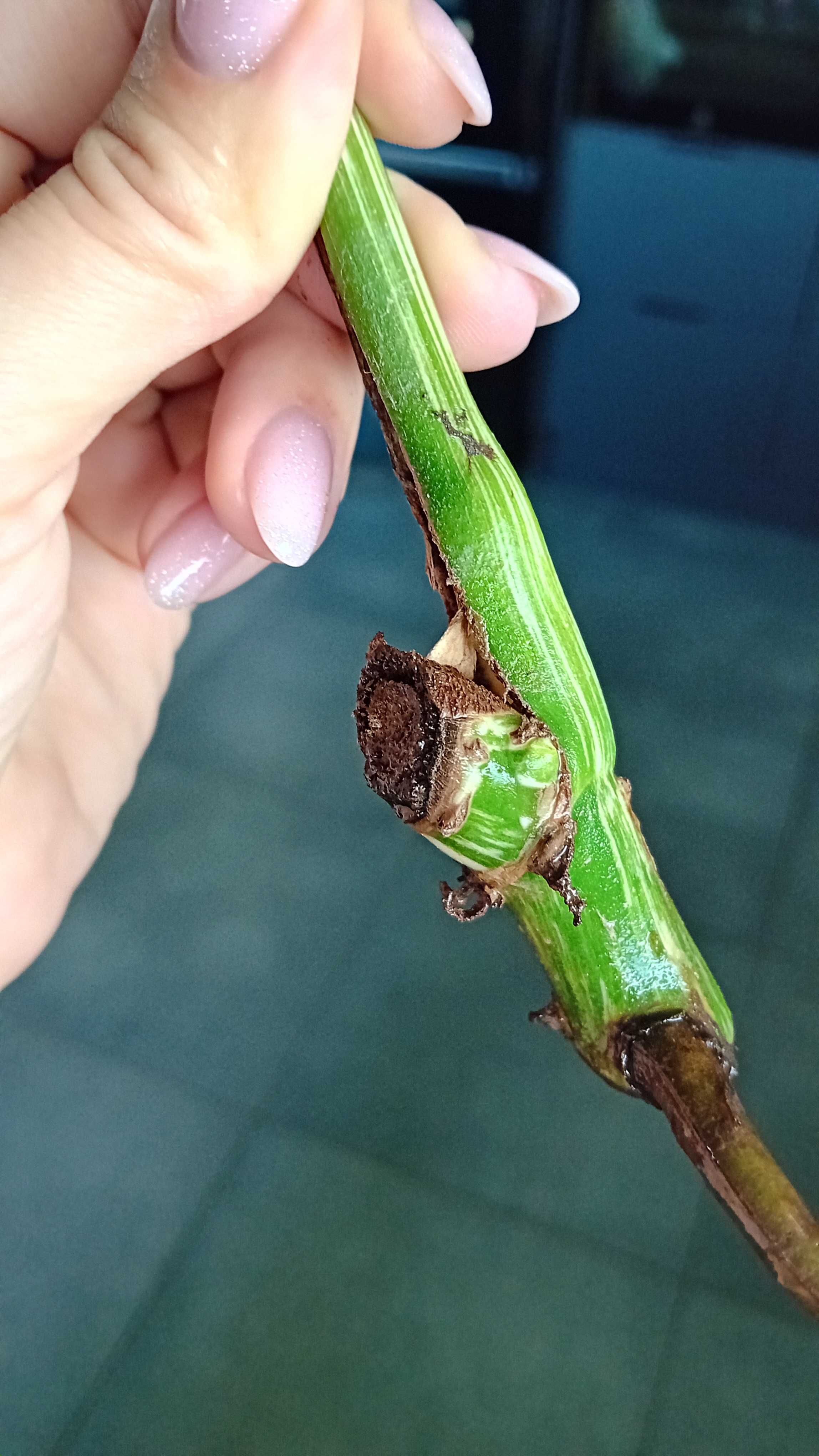 Monstera variegata kolekcjonerska marmurek szczepka