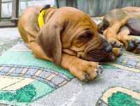 Piesek, suczka, Rhodesian ridgeback szuka domu