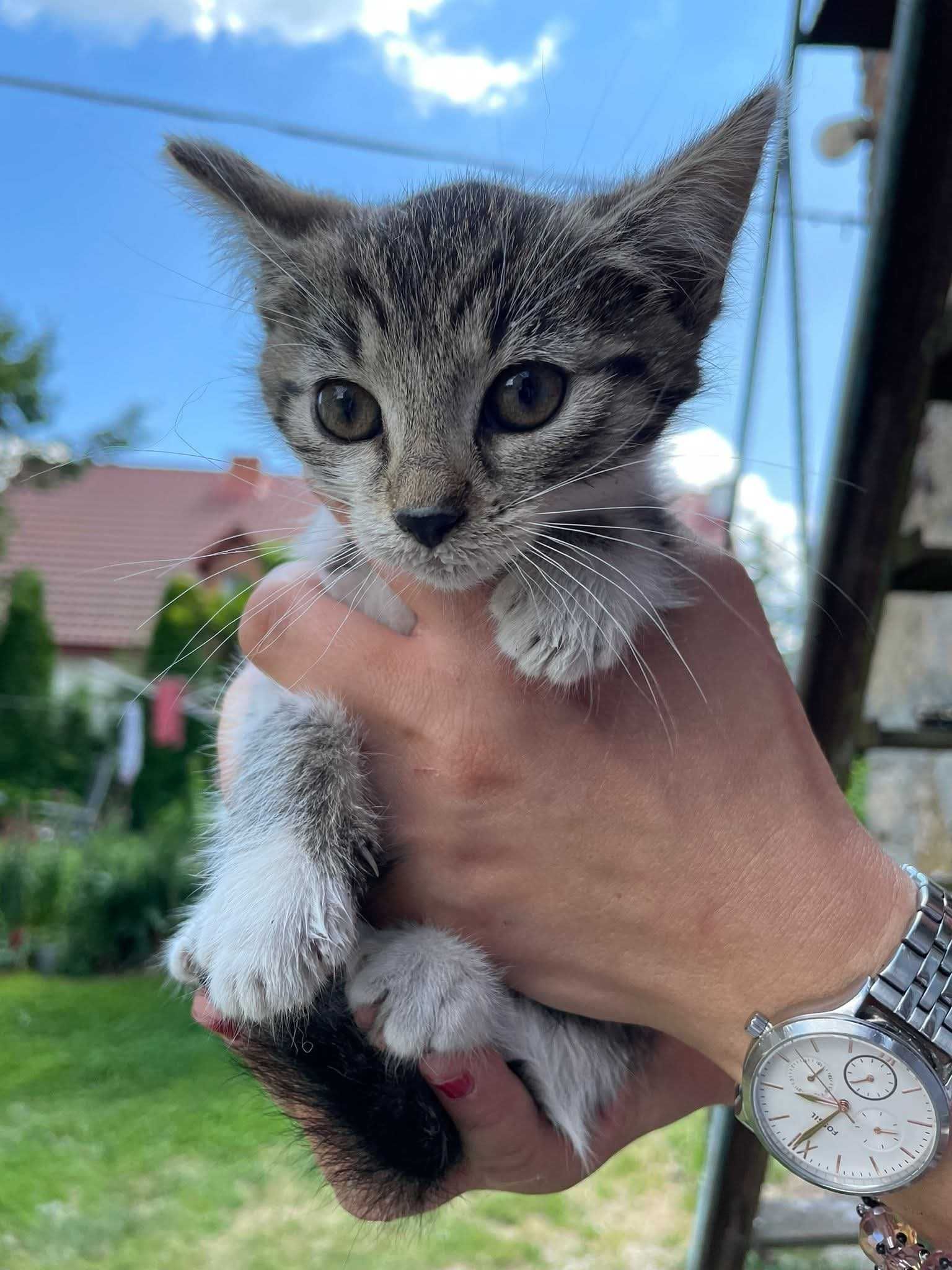 Do oddania piękne kotki
