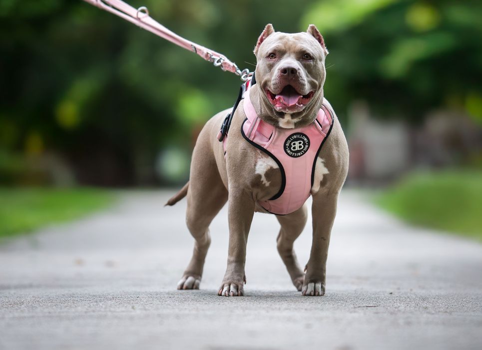 Suczka American Bully XL w kolorze lilac