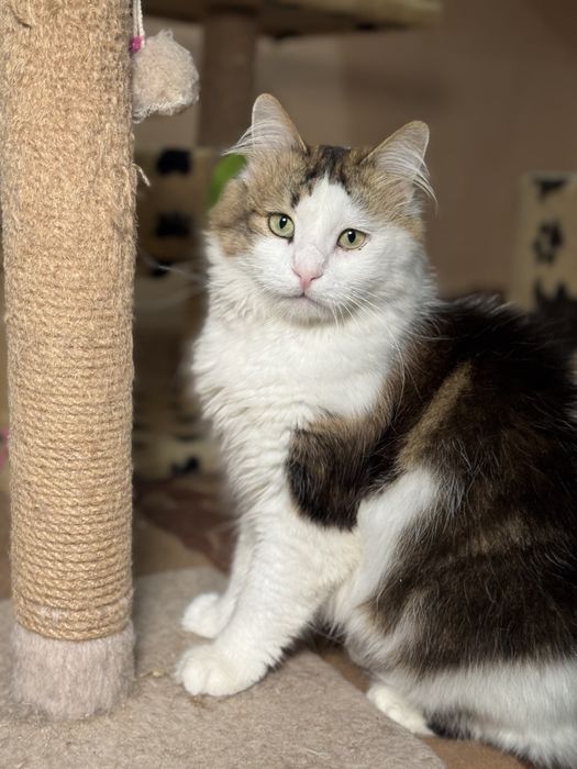 Трехцветный кот ищет свою семью.