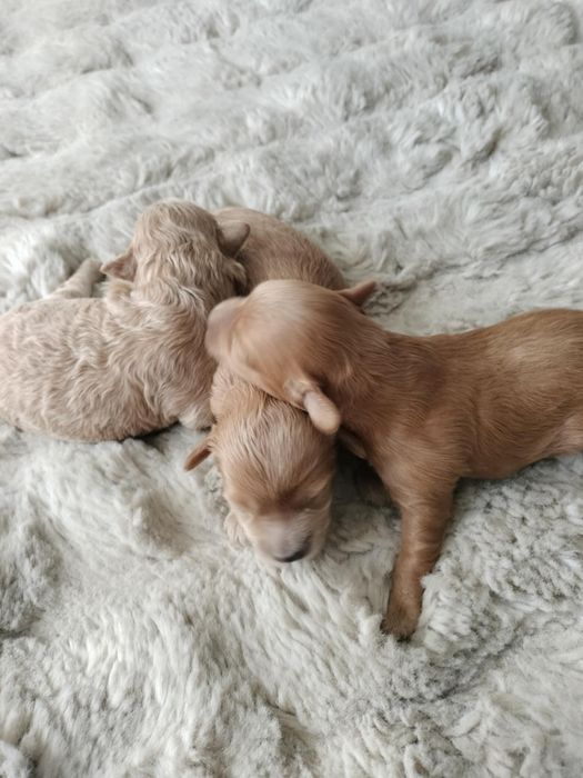 MALTIPOO Piękne Psiaki Hodowla Sisi i Spajki