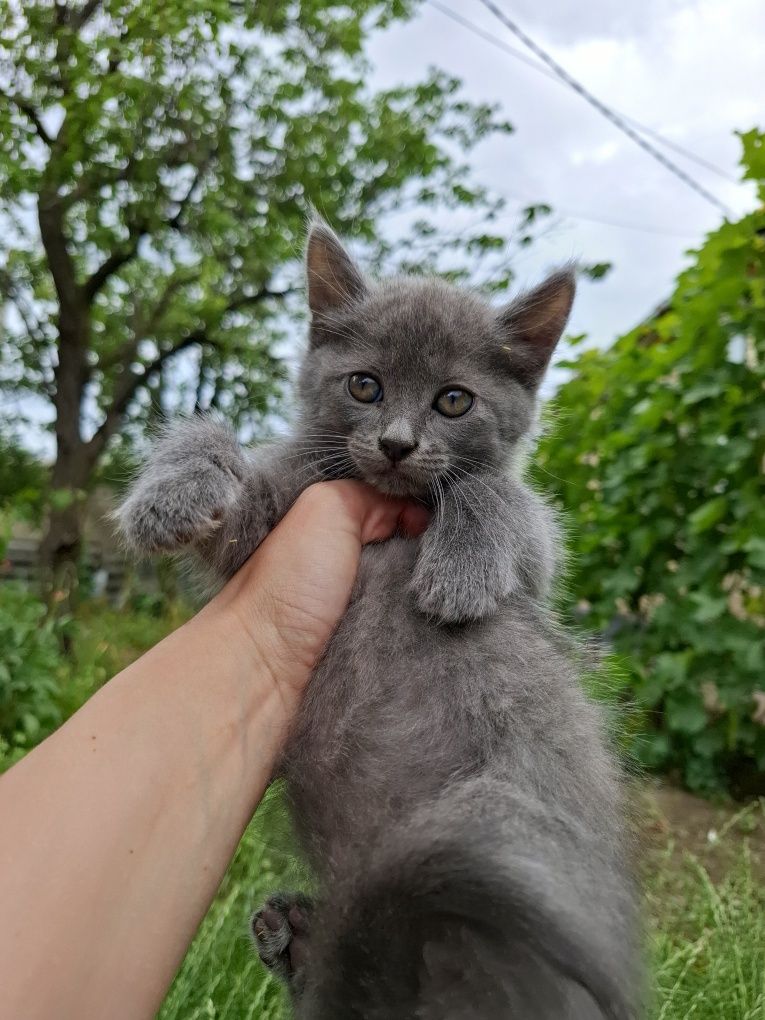 Отдам котят в любящие руки котята котик коты кот