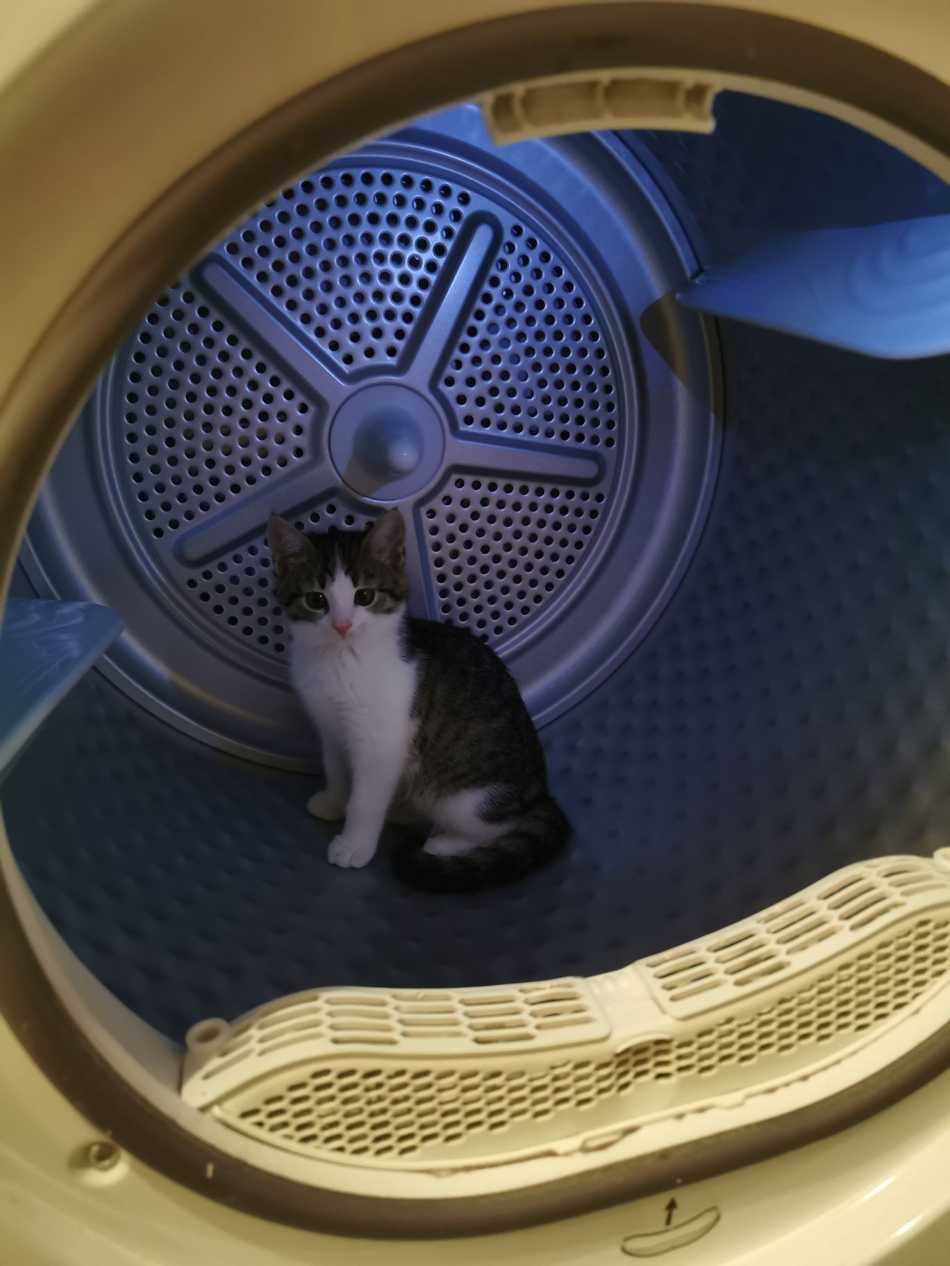 Kotki do adopcji