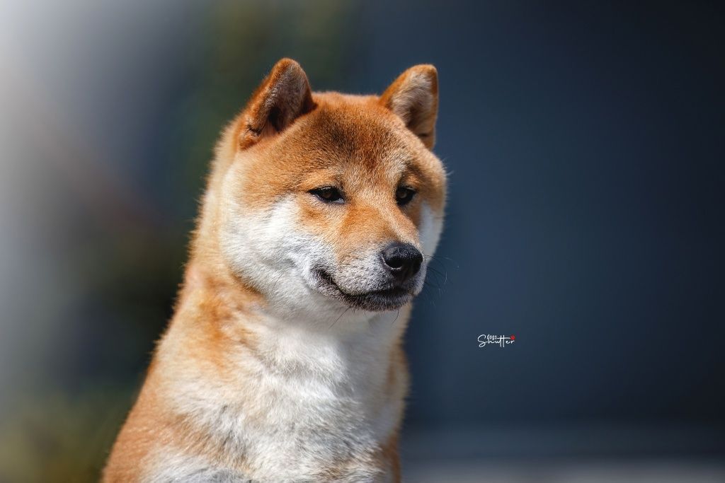 Shiba Inu  ZKwP/FCI pies czerwony