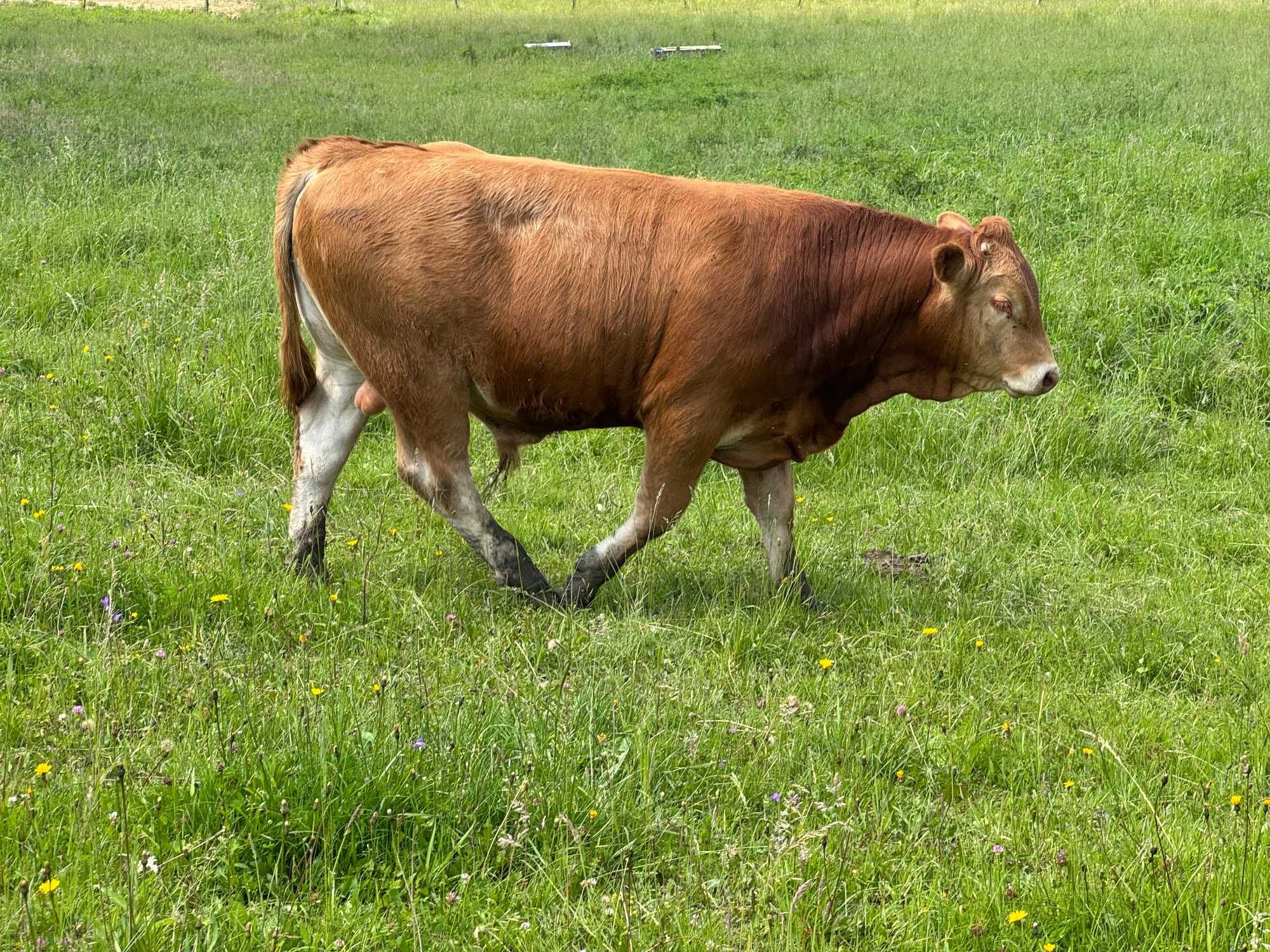 Byk Buchaj Limousin Jałówki Krowa Limousine