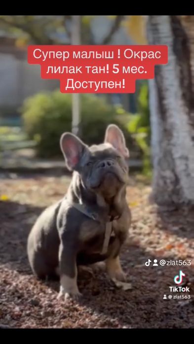 Эксклюзив! Мальчик 5 мес. Лилак тан