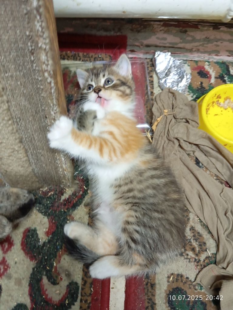 Отдам котят вислоухой кошки