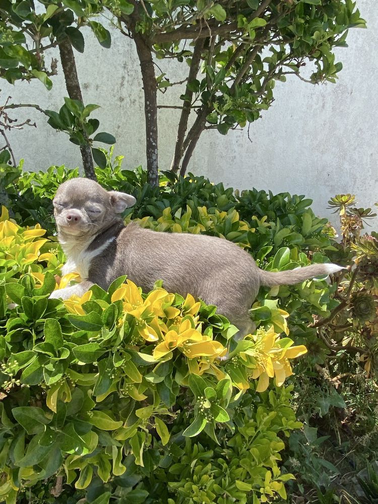 Chihuahua. macho super top