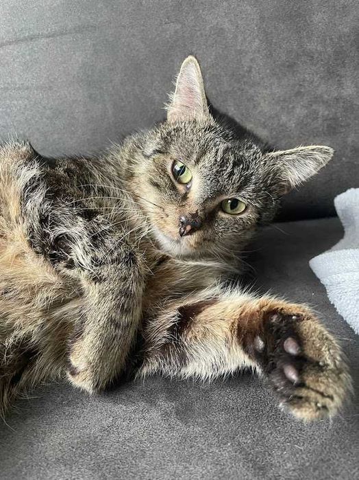 TUPTUŚ - piękny, miziasty kocurek po przejściach szuka swojego domu