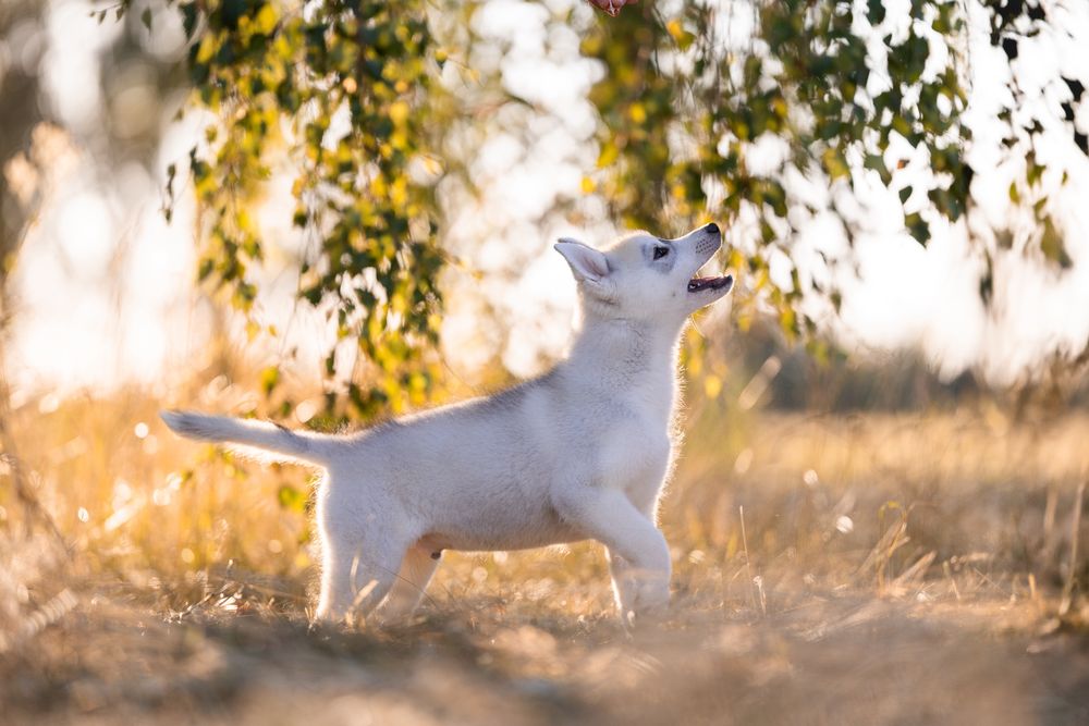 Siberian Husky Zkwp Fci