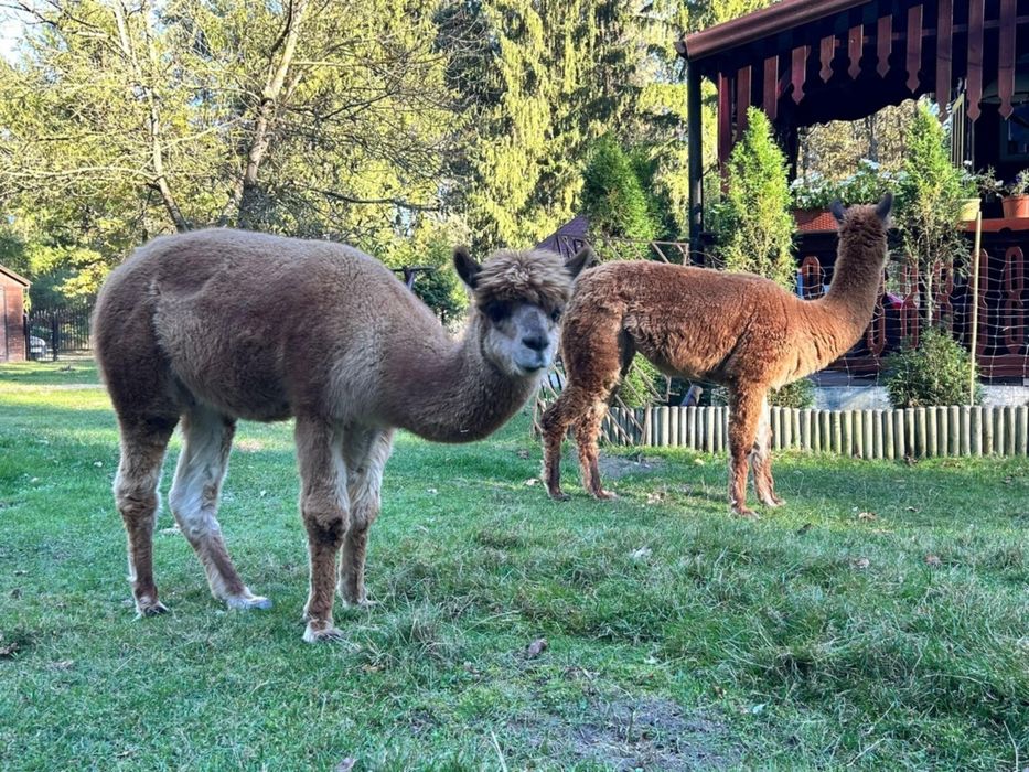Alpaki - sprzedam