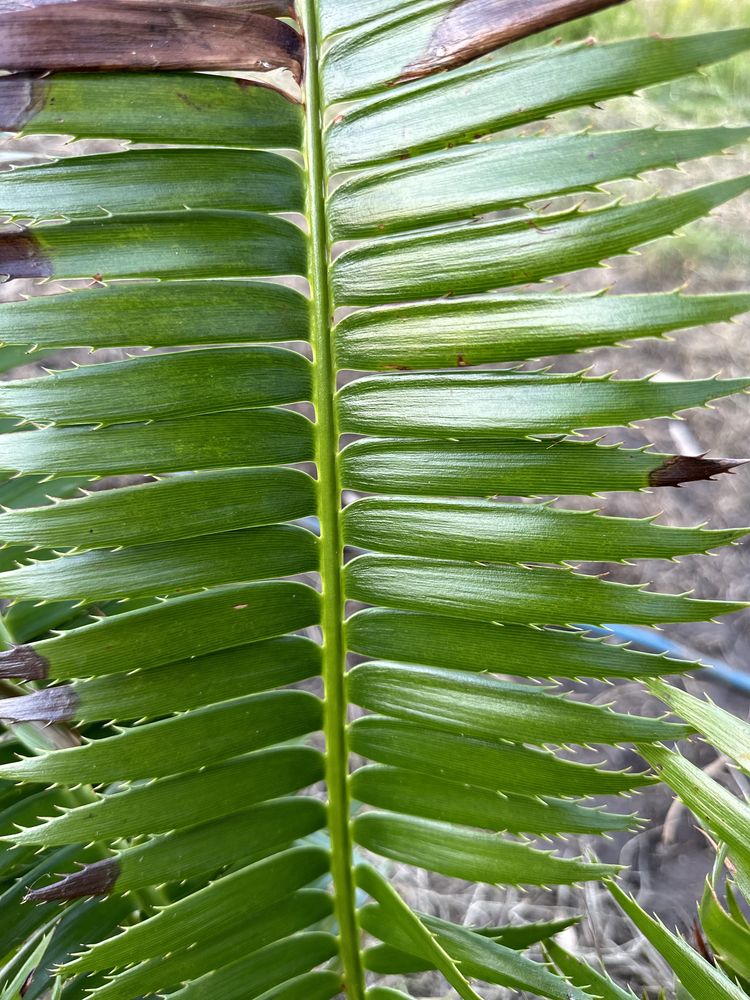 Cyca Dioon spinulosum