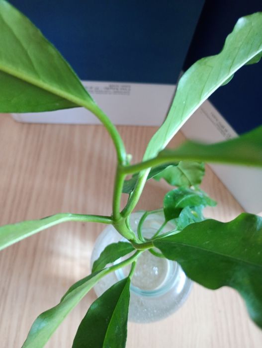 Hoya lockii sadzonka cięta , posiada 6 węzłów   Rezerwacja Agatasp