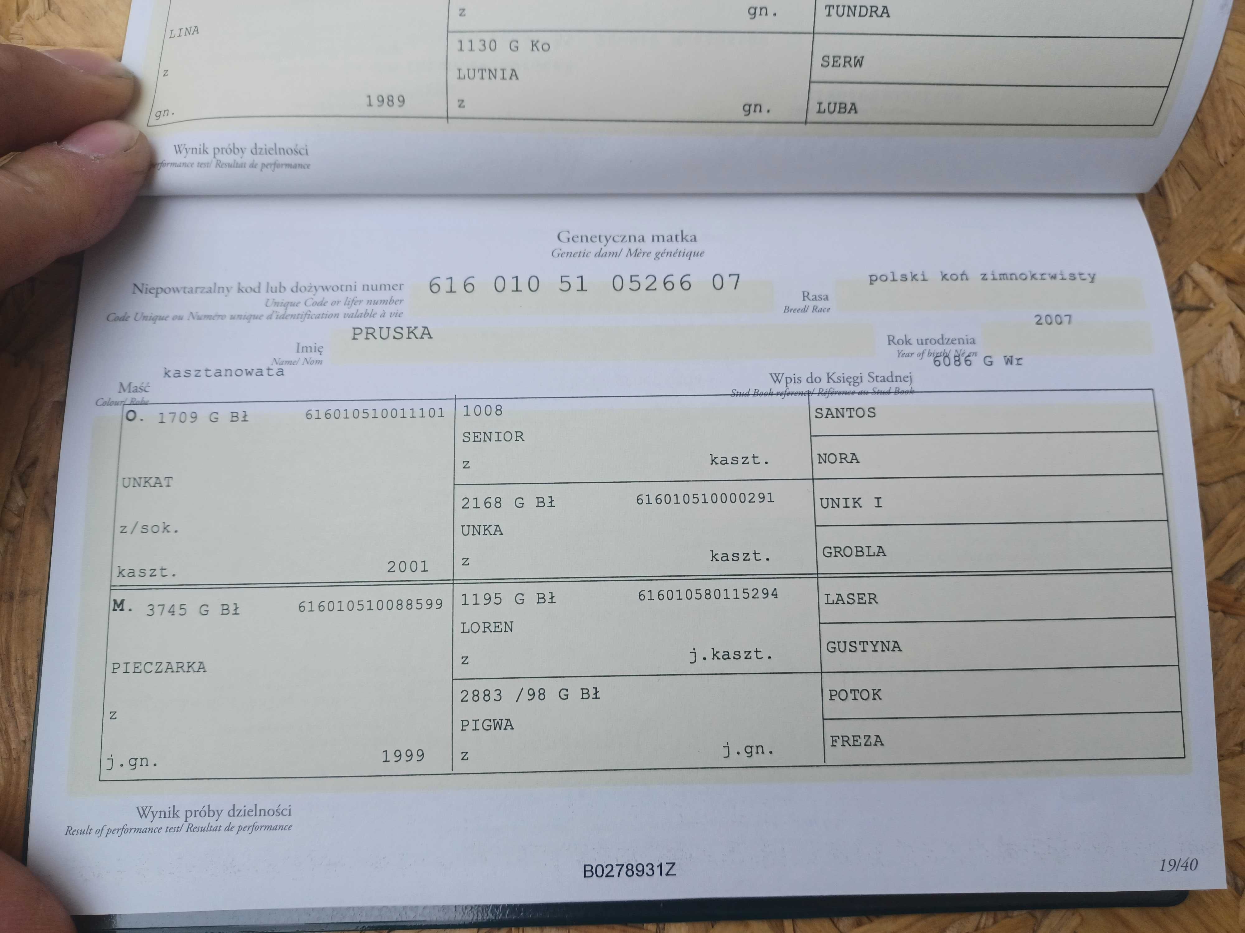 Sprzedam Źrebice Zimnokrwistą 2 Latka