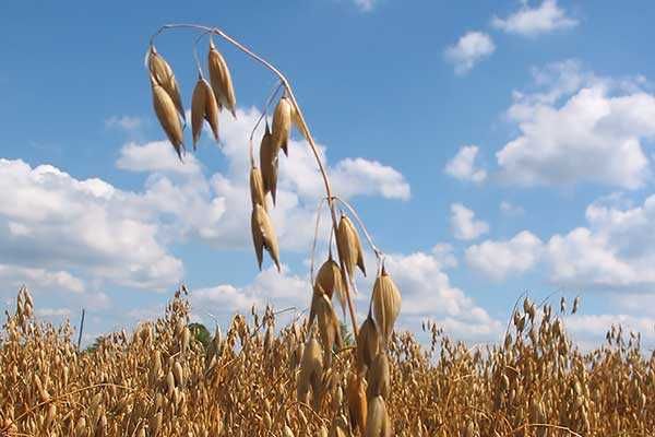 Owies Bingo z żniw 5 Ton