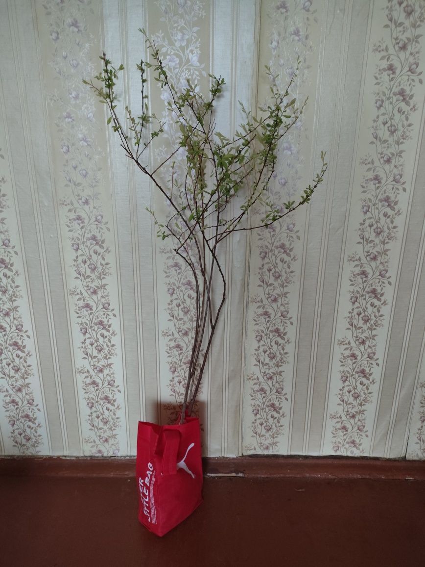 Саженцы Спирея Билларда
