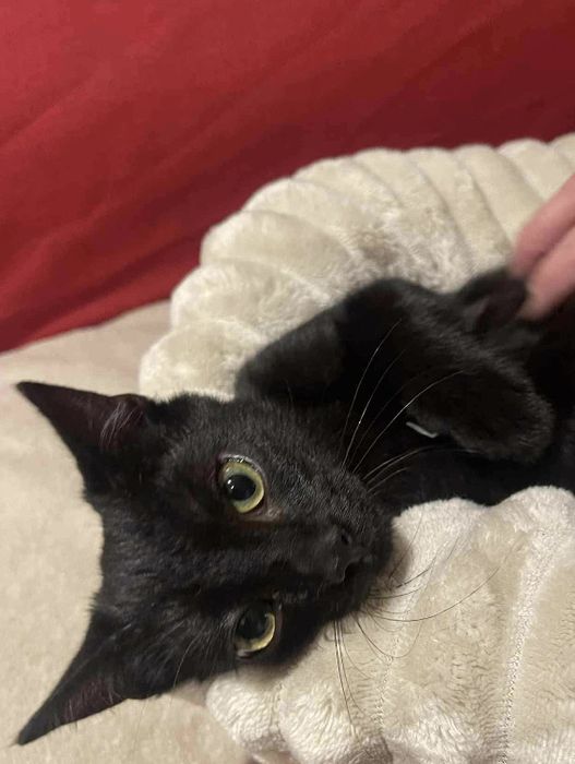 Dwa cudne kocurki do adopcji