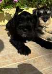 Schnauzer miniatura