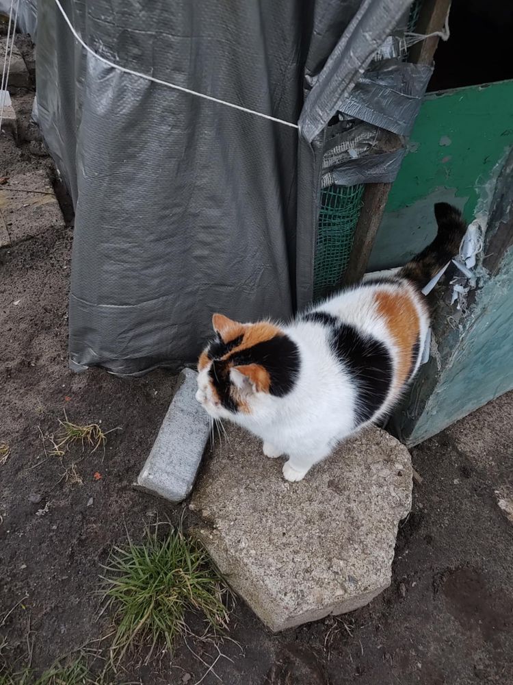 15 letnia kotka marzy o domku na ostatnie lata