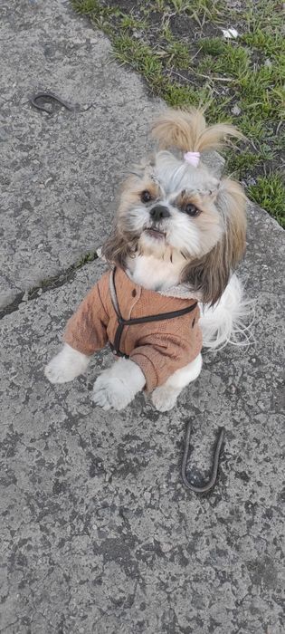 Вязка за щеночка