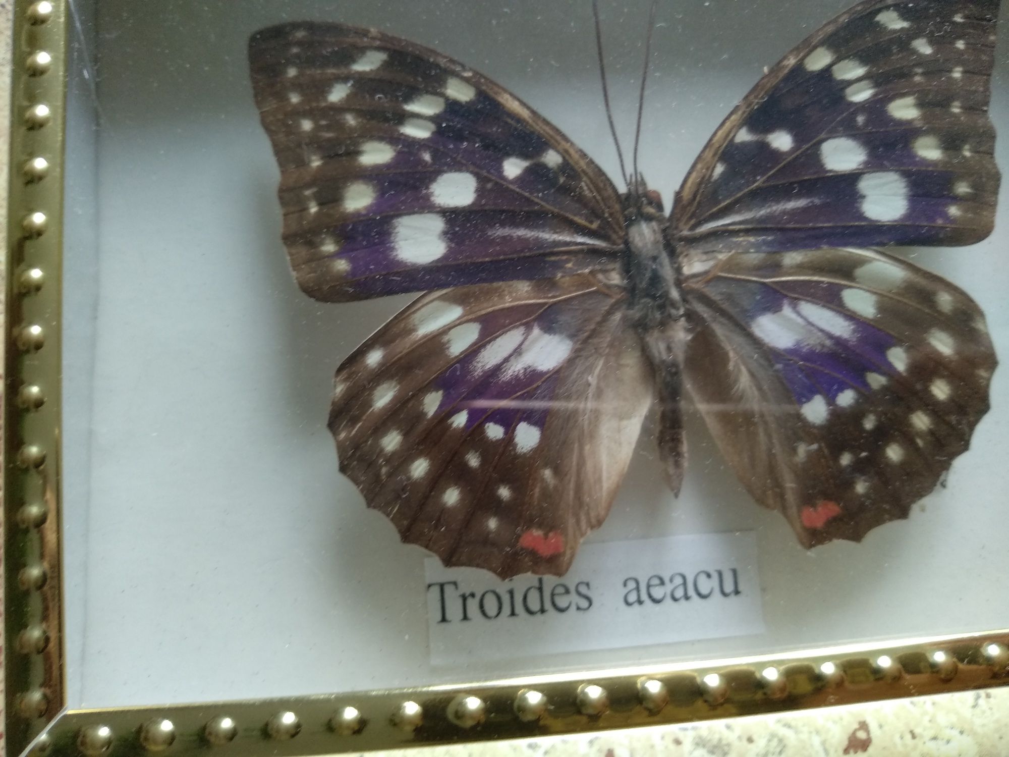 Motyl spreparowany do kolekcji
