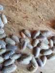 Kulanki (armadillidium granulatum "lemon")