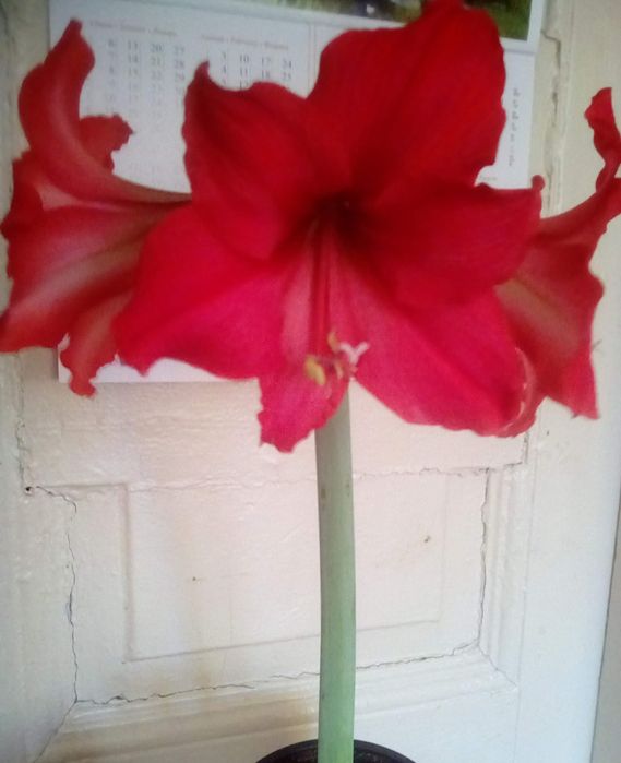 Гіппеаструм/амариліс Royal Red (цибулина)