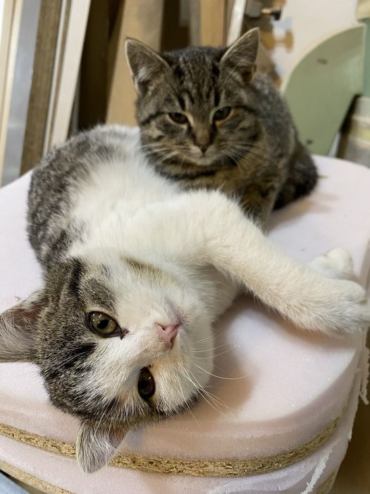 Oddam przyjazne kotki w dobre ręce