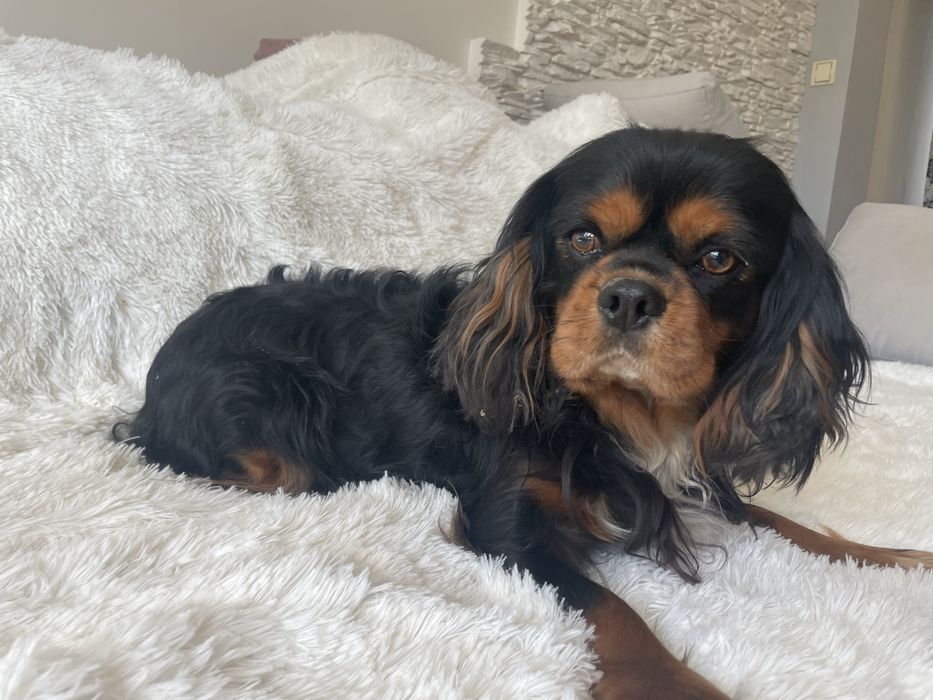 Cavalier Charlie 4-letni pies