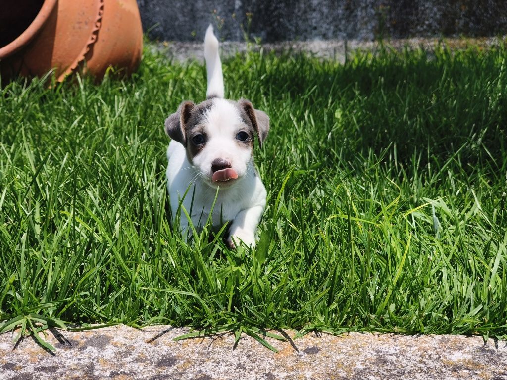 Jack Russell Terrier macho azul