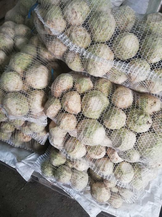 Продам корінь селери