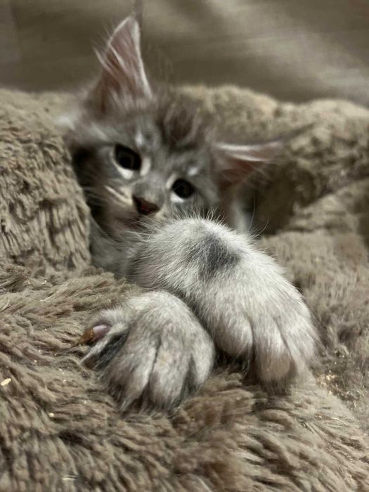 Kotka Maine Coon czarna ze srebrem