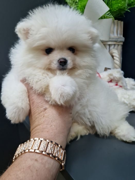 Szpic miniaturowy Pomeranian Boo sunieczka 2xszczepienia legowisko