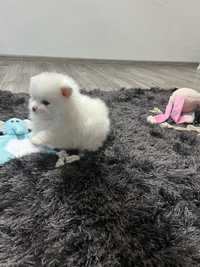 Szpic miniaturowy Pomeranian