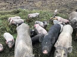 В'єтнамські поросята