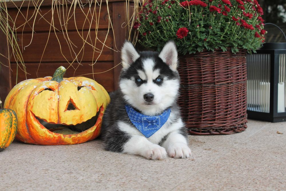 Siberian husky- Piesek z niebieskimi oczkami